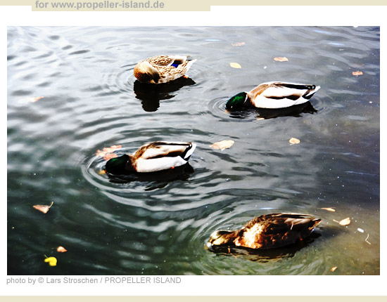 My Berlin Photos Berlin is GREEN four ducks