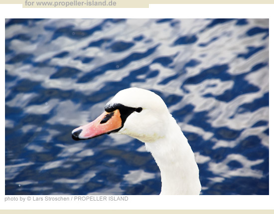 My Berlin Photos Berlin is GREEN swan